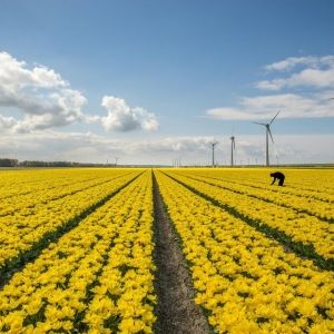 Windenergie op land II